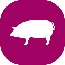cerdo
