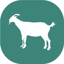 chivo