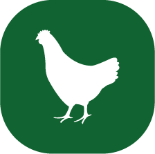 gallina