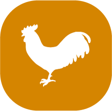 gallo