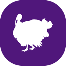 pavo